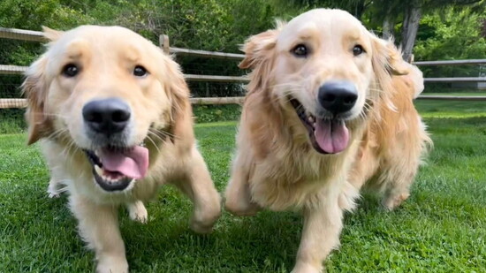 Hank (left) and Millie
