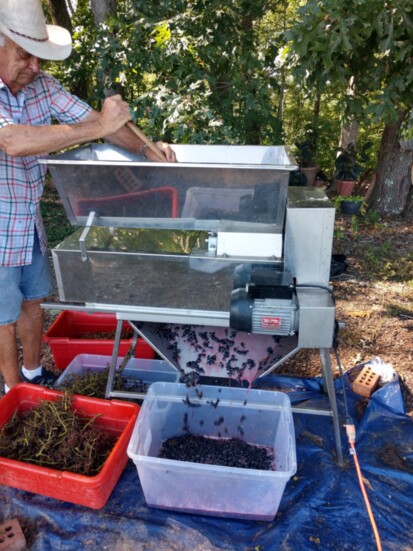 John Watkins, owner of Rocky Top Vineyards in Loudon, crushing Chambourcin grapes