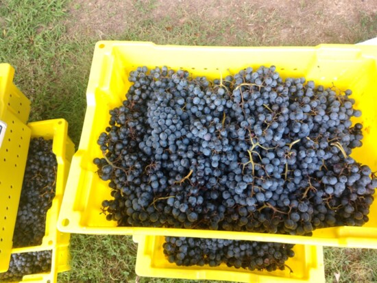 A bountiful harvest of East TN Chambourcin grapes