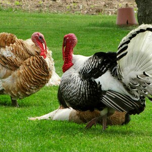turkey-bird-poultry-fall-dinner-farm-raised-turkey-for-thanksgiving-pb-featured-1200x900-1-300?v=2