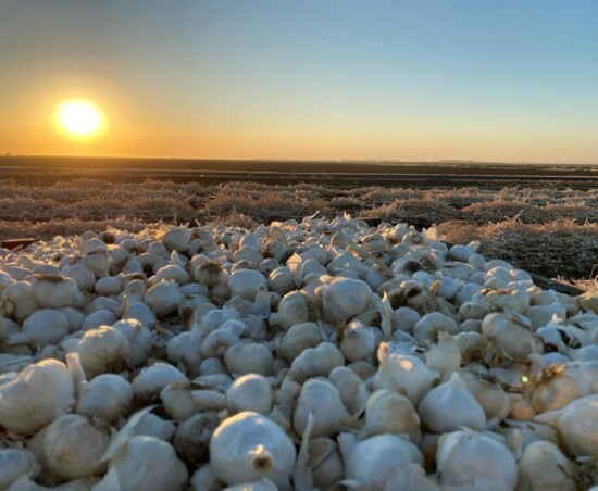 The garlic fields of Lemoore, California.