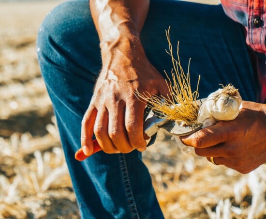 As a child, Juan Huizar filled five-gallon buckets with clean garlic in the fields, earning money based on how quickly and efficiently he worked.