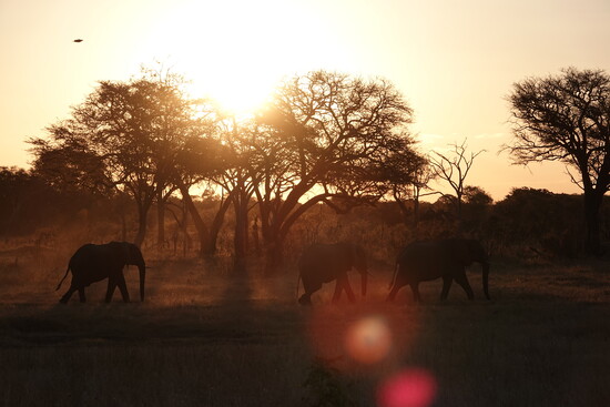 Elephants in Hwange, Zimbabwe