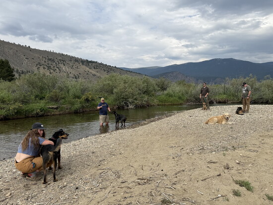 PAWS Sarge, PAWS Bret, PAWS Gunner, PAWS Bear, PAWS Star