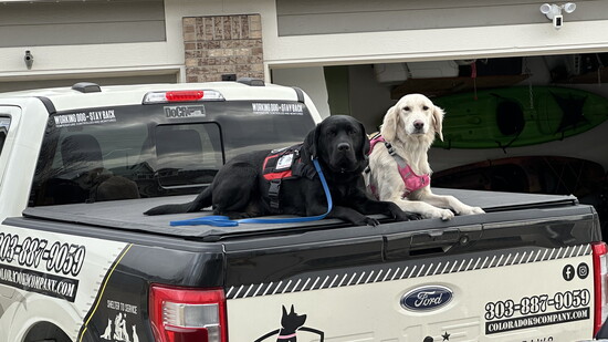 CRPD / PAWS Buddy and DCSO / PAWS Olive