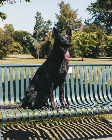 Athena on the Bench