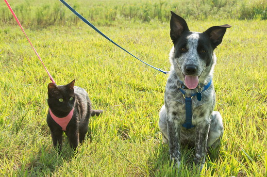 Leashed Pets on Trail