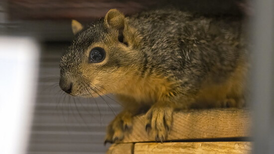 Squirrel