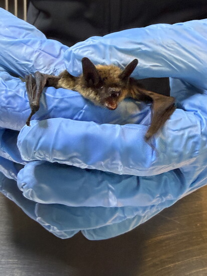 Baby Bat