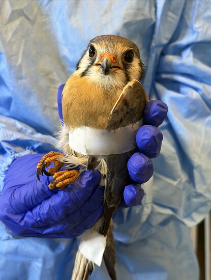 Kestrel