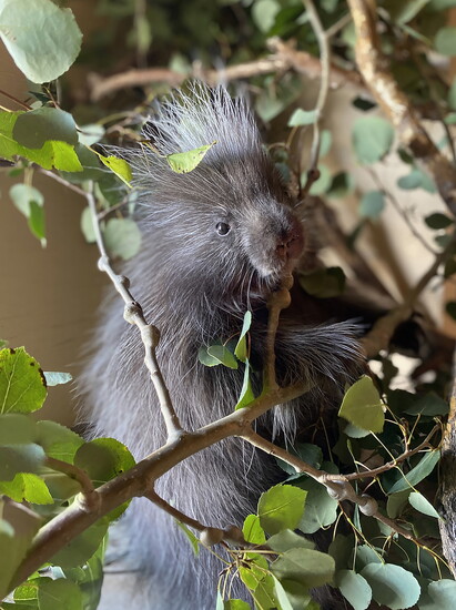 Porcupine