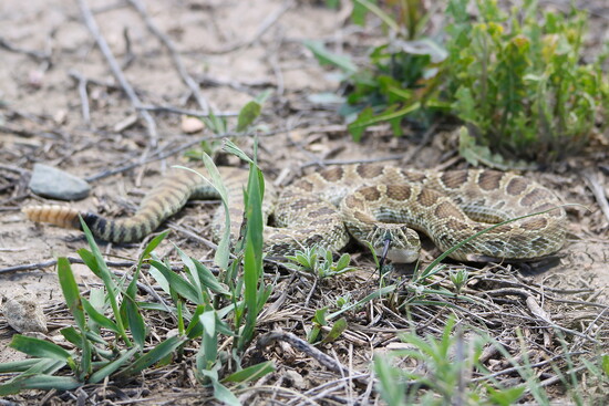 Prairie Rattler 