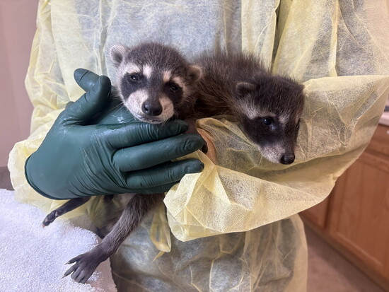 Baby Raccoons