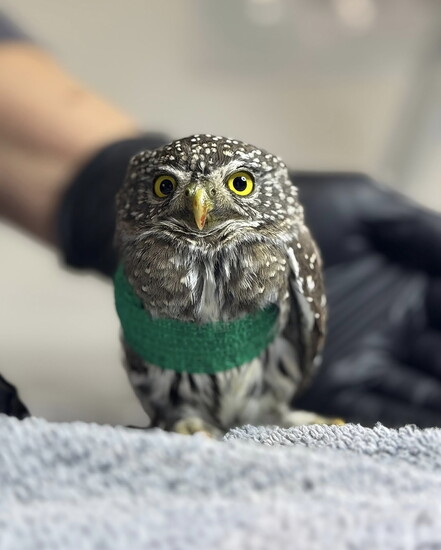 Screech Owl