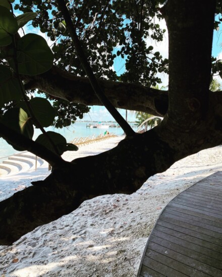 Nature surrounds Playa Largo Resort & Spa
