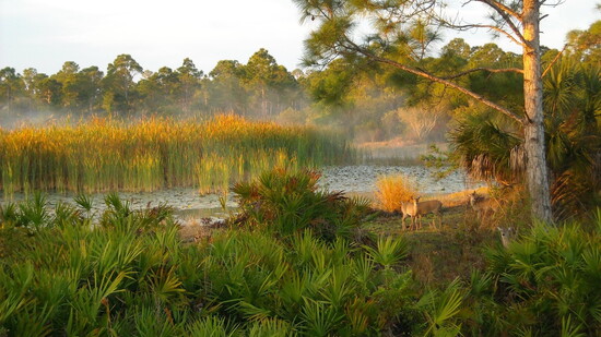 A group of whitetail deer at Carlton Reserve.