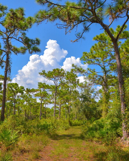 Curry Creek Preserve is a wonderfully tranquil natural escape tucked into the heart of Venice.