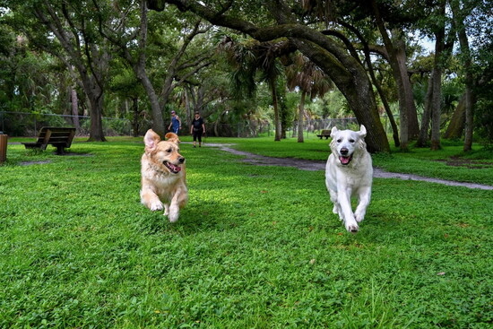 Four-legged friends love romping at Woodmere Park.