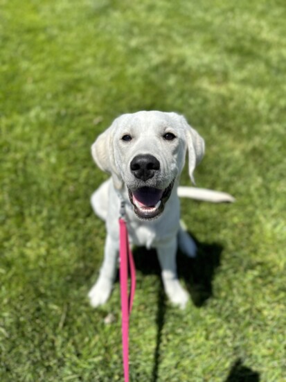 Labradors are good for families.