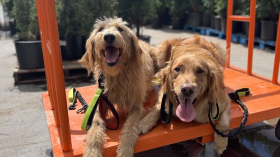 Happy dogs are trained dogs!