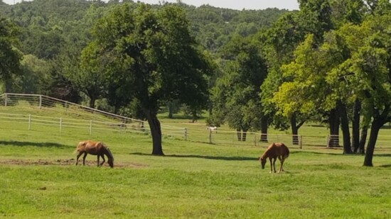 Horses appear quite happy at Cadence Equestrian.