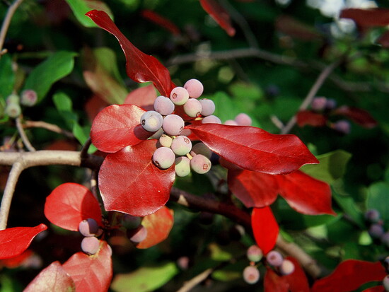 photo credit: Guy Sternberg