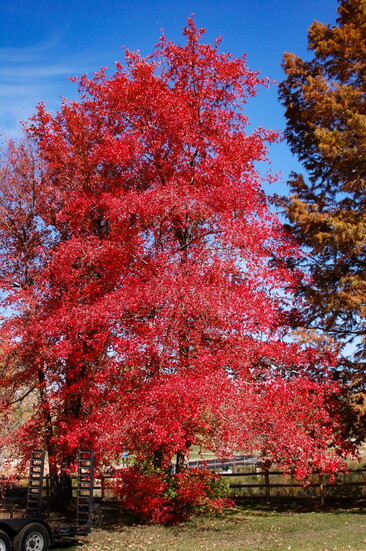 photo credit: Chris Starbuck