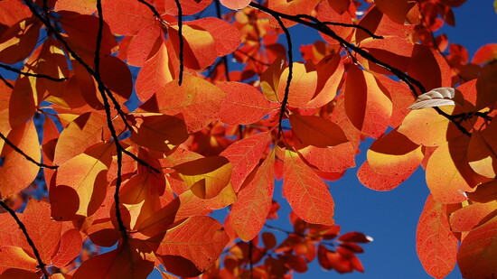 Photo credit: Chris Starbuck