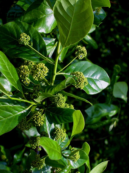 photo credit: Guy Sternberg