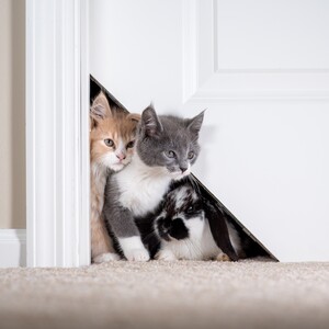 Kitty door outlet corner