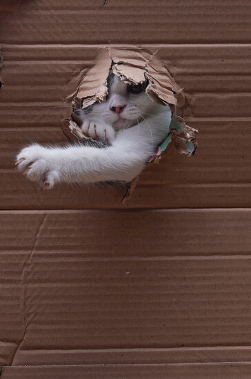 Cat choices for playtime can be surprising!