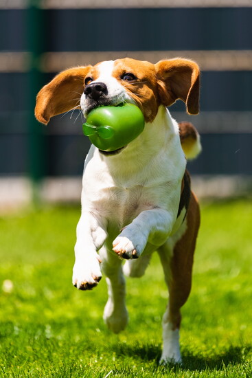 Beagle can run and chew at the same time. 