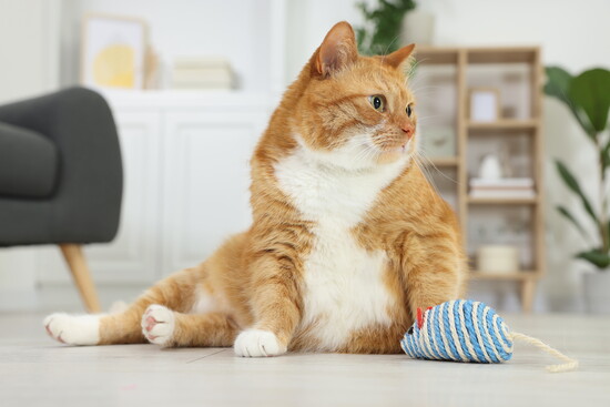 Cute ginger kitty likes his sisal toy mouse.