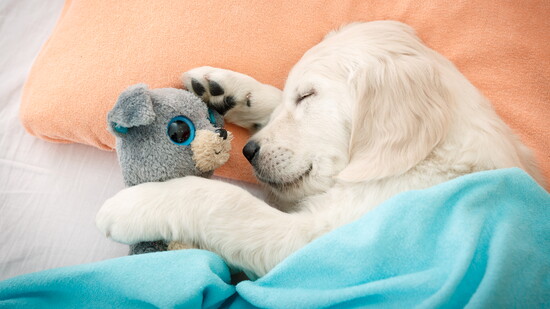 Plush toy soothes this Labrador puppy.