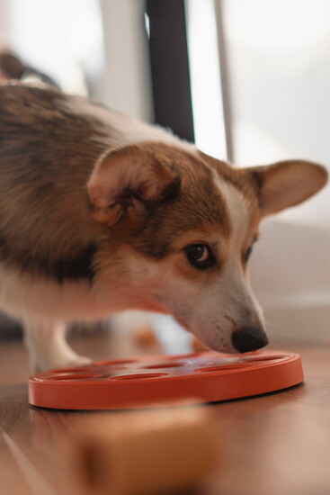 Cheeky corgi ponders an intellectual toy.