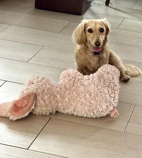 Little longhaired dachshund loves big plush rabbit. 