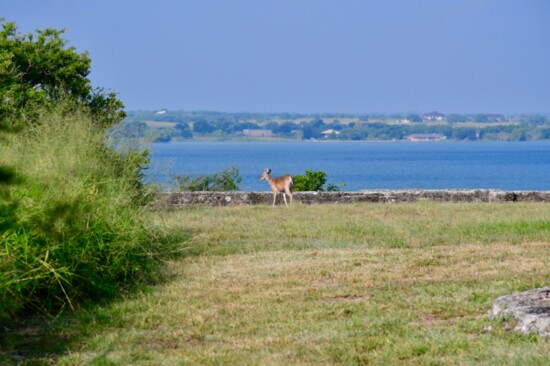 Lake Corpus Christi State Park