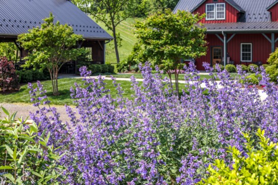 Tasting pavilion brightened by Nepeta Catmint