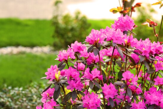 Gorgeous azaleas add a pop of color to any landscape. 