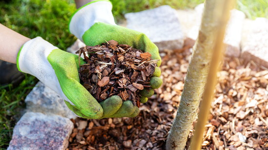 A person mulching in their yard.