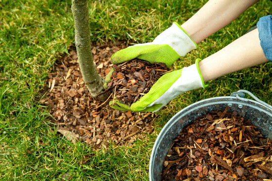 A person mulching around a tree.