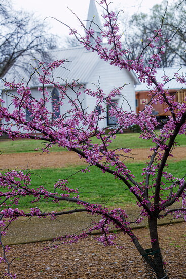 Cannonsburgh Village, in bloom in Murfreesboro. 