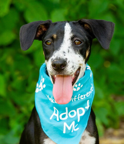 Community care comes with a wagging tail.