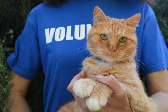 Adopt love—one whisker at a time.