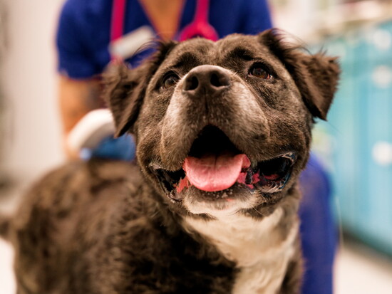 A friendly face waiting for a second chance at Halifax Humane Society.
