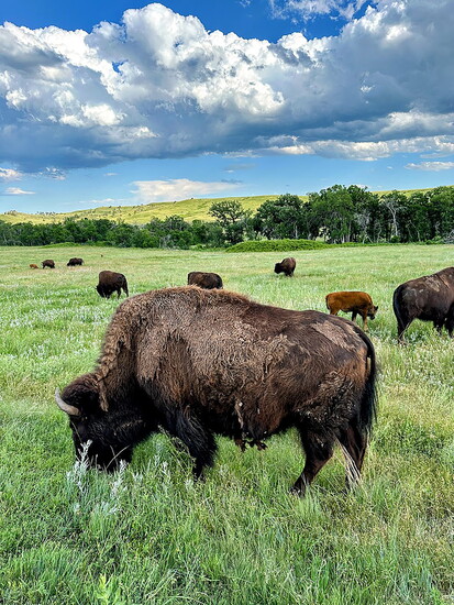 Bison in Rapid City, South Dakota