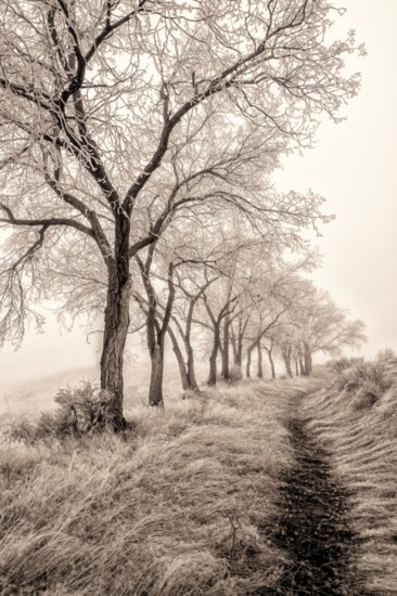 Winter frosted inversion Boise Foothills