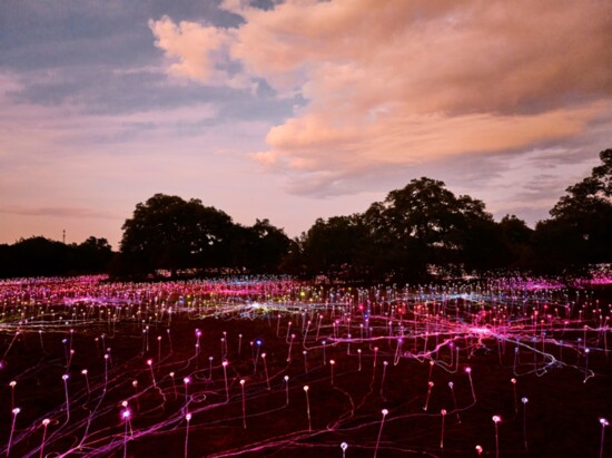 A work of staggering genius, Bruce Munro's latest installation