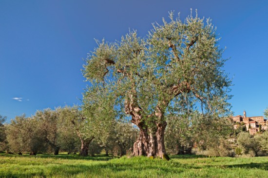 Ancient olive tree orchard below the medieval hill town of Seggiano in Tuscany, Italy