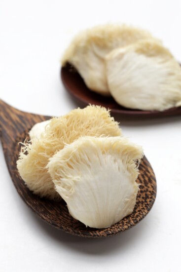 Lion's Mane: Mental Focus, Gut Health, Memory, Proactive